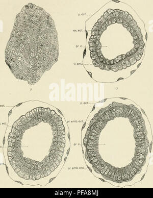 . Die Entwicklung der Albino Ratte, Mus norvegicus albinus. Embryologie - Säugetiere; Ratten. Entwicklung von THK Al. lilXO liAT 97 rejiion von der Kreuzung der primären embryonale und extraem-l) ryonic Ektoderm; 1), ein Httle über der Mitte des antimeso - metrial j) oi-ti (ii) von tiie i) i' (oamiii) tic Hohlraum. Die le-els Der. Abb. 30 Vier Zahlen aus einer Reihe von Querschnitte von einem Ei-Zylinder der Albino Ratte in der Phase der Entwicklung in Abbildung 29 dargestellt. X200. Ratte Nr. 42, 8 Tage, 16 Stunden nach Insemination. Die Ebenen, auf denen die mehrere Abschnitte wurden gezeichnet ist ai) i) roximately Indi Stockfoto