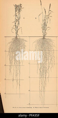 . Entwicklung und Aktivitäten der Wurzeln der Pflanzen; eine Studie in der Ökologie. Wurzeln (Botanik); Ökologie der Pflanzen, Ernten und Klima. . Bitte beachten Sie, dass diese Bilder sind von der gescannten Seite Bilder, die digital für die Lesbarkeit verbessert haben mögen - Färbung und Aussehen dieser Abbildungen können nicht perfekt dem Original ähneln. extrahiert. Weaver, John E. (John Ernest), 1884-1966; Jean, Frank Verdeckte, 1880 - Gemeinsame Thema; Crist, John W., gemeinsamen Thema. Washington, der Carnegie Institution in Washington Stockfoto