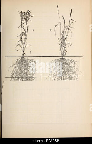 . Entwicklung und Aktivitäten der Wurzeln der Pflanzen; eine Studie in der Ökologie. Wurzeln (Botanik); Ökologie der Pflanzen, Ernten und Klima. . Bitte beachten Sie, dass diese Bilder sind von der gescannten Seite Bilder, die digital für die Lesbarkeit verbessert haben mögen - Färbung und Aussehen dieser Abbildungen können nicht perfekt dem Original ähneln. extrahiert. Weaver, John E. (John Ernest), 1884-1966; Jean, Frank Verdeckte, 1880 - Gemeinsame Thema; Crist, John W., gemeinsamen Thema. Washington, der Carnegie Institution in Washington Stockfoto