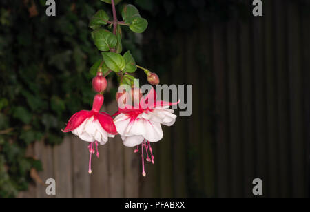 Nachgestellte fuchsia Swingtime Blumen auf schwarzem Hintergrund Stockfoto