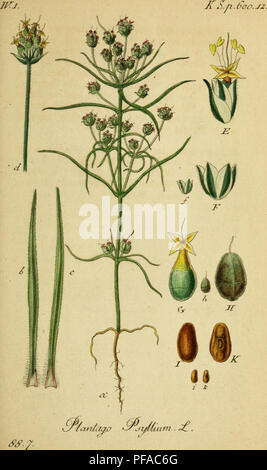 Das illustrierte Werk von Jacob Sturm bietet eine detaillierte Darstellung der deutschen Flora mit botanischen Bildern einheimischer Pflanzenarten. Sie dient als Referenz für die Untersuchung und Identifizierung von Pflanzen, die in ganz Deutschland vorkommen. Stockfoto