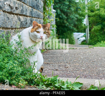 Alte schwere Multi Color Katze neugierig in die Kamera close-up lustiges Outdoor Portrait Stockfoto
