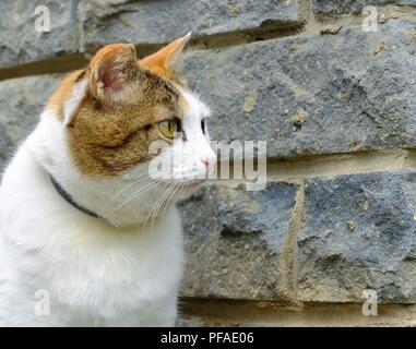 Alte schwere Multi Color Ingwer, weiße, schwarze Katze close-up Outdoor Portrait, ziegelwand Hintergrund Stockfoto