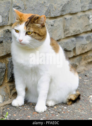 Alte schwere Multi Color Ingwer, weiße, schwarze Katze close-up Outdoor Portrait, ziegelwand Hintergrund Stockfoto