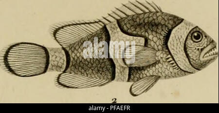 . Wörterbuch des sciences naturelles, Dans lequel auf traite méthodiquement De être de la nature considérés différens, soit en eux-mêmes, d'après l'État actuel de nos connoissances, soit relativement à l'utilité qu'en peuvent retirer La médecine, l'agriculture, le Commerce et les Artes. Suivi d'une Biographie des plus célèbres naturalistes. Natural History. . Bitte beachten Sie, dass diese Bilder sind von der gescannten Seite Bilder, die digital für die Lesbarkeit verbessert haben mögen - Färbung und Aussehen dieser Abbildungen können nicht perfekt dem Original ähneln. extrahiert. Cuvier, Frédér Stockfoto