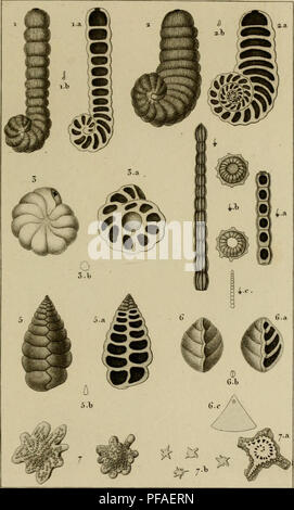 . Wörterbuch des sciences naturelles, Dans lequel auf traite mÃ©thodiquement des diffÃ©rens Ãªtres de la Nature, considÃ©rÃ©s soit en eux-mÃªmes, d'Après-ski-l'Ã©tat Actuel de nos connoissances, soit relativement à l'utilitÃ© qu'en peuvent retirer la mÃ©decine, l'agriculture, le Commerce et les Artes. Suivi d'une Biographie des plus Cà©lÃ¨bres naturalistes. Natural History. ZOOLOCtIE. COTfCHYLIOLOGm. Nunnmilncocs. Ortlioocracees. Spiriilacees.. I. SPIROIINITE CyMwaraeÃ © ^./Zam. Jl.3. M. Bue m/er '^'^^ M. lJ. À § Rand. Naf. 2. SPIR 0 LINITE aplatie. /Z^i-ieii^ nitt,. 7 J. À § rmJrurf. S. nSCOKBlTE Vesiculaire./2Â". Stockfoto