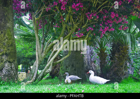 Drei weiße Enten unter dem Baum mit lila Blüten, Sommer Stockfoto