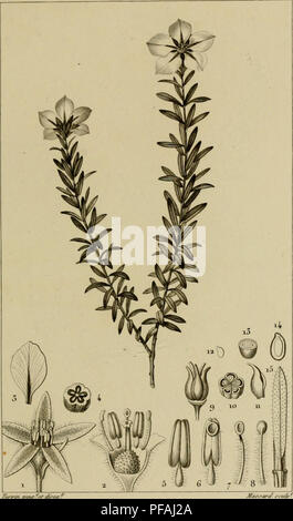 . Wörterbuch des sciences naturelles, Dans lequel auf traite méthodiquement De être de la nature considérés différens, soit en eux-mêmes, d'après l'État actuel de nos connoissances, soit relativement à l'utilité qu'en peuvent retirer La médecine, l'agriculture, le Commerce et les Artes. Suivi d'une Biographie des plus célèbres naturalistes. Natural History. BOTANIQUE. DICOTYLEDONES. Diosuiees.. 7 ù/yt/t Pi^uf^^ Z-y-RJ-ar^j-c * I&amp;''' r'*. vv^". Bitte beachten Sie, dass diese Bilder aus gescannten Seite Bilder, die digital für die Lesbarkeit verbessert haben mögen - Färbung und appea extrahiert werden Stockfoto