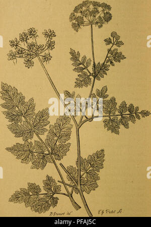 . Des Plantes vénéneuses et des empoisonnements qu'elles déterminent. Giftige Pflanzen. Abb. 38. - JEthusa cynapium. - Ethuze Ache des chiens.. Bitte beachten Sie, dass diese Bilder sind von der gescannten Seite Bilder, die digital für die Lesbarkeit verbessert haben mögen - Färbung und Aussehen dieser Abbildungen können nicht perfekt dem Original ähneln. extrahiert. Cornevin, Charles Ernest, 1846-1897. Paris, Firmin-Didot Stockfoto