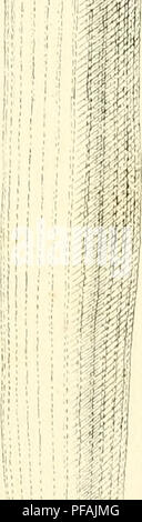 Diese Arbeit konzentriert sich auf die Anatomie, Reproduktion und Kultivierung von Hyazinthen und bietet detaillierte Einblicke in deren Wachstum und Pflege. Stockfoto