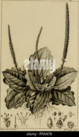 . Wörterbuch des sciences naturelles, Dans lequel auf traite mÃ©thodiquement des diffÃ©rens Ãªtres de la Nature, considÃ©rÃ©s soit en eux-mÃªmes, d'Après-ski-l'Ã©tat Actuel de nos connoissances, soit relativement à l'utilitÃ© qu'en peuvent retirer la mÃ©decine, l'agriculture, le Commerce et les Artes. Suivi d'une Biographie des plus Cà©lÃ¨bres naturalistes. Natural History. BOTANIQUE. niCO I^lÃd ONE. PI anfao: Me e s .. Wegerich "rraudes feuilles. PLANTA GEHEN Maior.//^, y • L. F/airaecÂ "rr^a^te de J'en ecaiffe t. PÃ¹ti 7 -^. Ã"&gt; ro//e mmerÃ © Ich.^. FruiUS Je mÃªme k/^11/J'Ouvre- ilanr/MA/urc (e lo Stockfoto