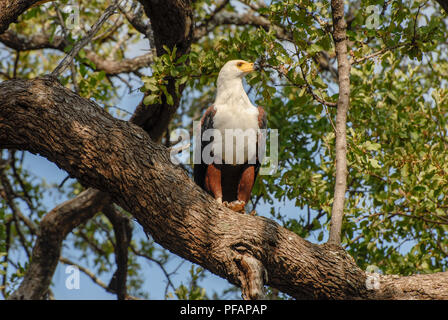 Erfolgreiche African Fish Eagle auf einem Ast mit einer Verriegelung Stockfoto