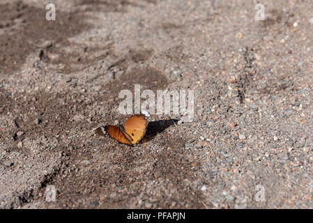 Schöne orange Plain Tiger Butterfly sitzen auf nassem Sand Boden und aalen sich in der Sonne mit offenen Flügeln zeigt seine Farbe, Namibia Stockfoto