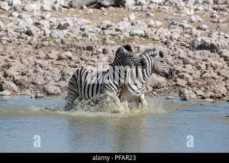 Ein Paar von zwei Burchell's Zebra Plantschen im Wasser, indem nach dem Trinken erschrocken werden, Namibia Stockfoto