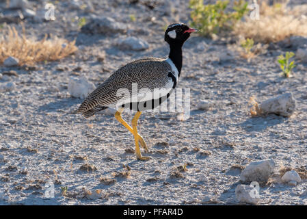Porträt einer nördlichen männlichen Schwarzen korhaan, Weiß - bequillte Bustard, wandern durch die trockene Wüste, im goldenen Licht, Etosha National Park, Namibia Stockfoto