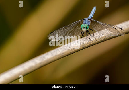 Blue Dragonfly sitzen auf ein Rohr in einem Teich Stockfoto