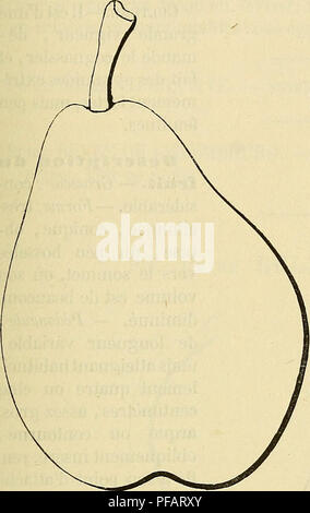 . Wörterbuch de pomologie: Contenant l'histoire, la Description, la Abbildung des Früchte Früchte anciens et des modernes les plus gÃ©nÃ©ralement connus et cultivÃ © s. Obst. BEL 205 faiblement disjointes. Â Feuilles: grandes, ovales ou elliptiques, rÃ©guliÃ¨rement dentÃ © es en Scie, peu abondantes et portÃ©es sur un pÃ© tiole Lange et trÃ¨s-gros.  .  ,, T,. FertilitÃ ©. Â Bonne. Poire Belle-Julie. Kultur. Â peu vigoreux d'abord, il croÃ®t lentement; le Dekor actions de développement de Sohn Ã© Ã § Usson est Ordinaire; nous Le greffons sur cognassier et ne l'avons pas Ã © tudiÃ © sur Franc; ses pyramides sind Assez Stockfoto