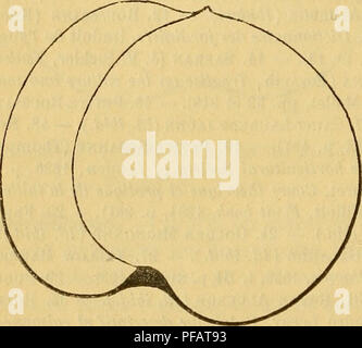 Diese Illustration aus dem „Dictionnaire de Pomologie“ zeigt eine detaillierte Beschreibung der Fruchtarten mit Schwerpunkt auf Größe, Form und Besonderheiten. Es umfasst verschiedene Früchte, die tiefgreifende botanische Einblicke bieten. Die Abbildung hilft beim Erkennen und Verstehen der Merkmale von Kulturfrüchten. Stockfoto
