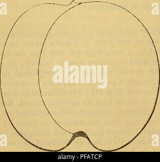 . Wörterbuch de pomologie, Contenant l'histoire, la Description, la Abbildung des Früchte Früchte anciens et des modernes les plus nÃÂ gÃÂ © © ralement connus et cultivÃÂ © s. fc BEL âBER PÃ© cher. PÃªche Bellegarde. - Voir 1009, au Paragraphen Beobachtungen. Die PÃªche BELLIS. Â Synonym de pÃªche Belle de Vitry. Voir ce nom. 16. JAUNE. fSynonymc PÃªche bergen. Â PÃ¨che Bergens Gelb (A. J. Downing, die Früchte und Obst Bäume von Amerika, 1849, S. 490, Nr. 53). Beschreibung de l'Arbre. Â Bois: Assez fort. Â Rameaux: nombreux, Ã©rigÃ©s et Ã © talÃ©s, de Länge et Moyennes grosseur, nicht gÃ©niculÃ © s, ve Stockfoto