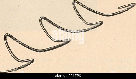 . Wörterbuch de Physiologie. Physiologie. Fortbewegung. 189. Abb. 35. - Vorläufige de reprÃ©Stellung, au moyen d'une tige de mÃ©tal courbÃ©e, de la Trajectoire sinueuse parcourue par le Schamberg. Pour comprendre la Perspektive de cette Abbildung solide, il faut supposer que le fil de fer est, par son extrÃ©- mitÃ © gauche, rapprochÃ© de l'Observateur, Tandis que Par Sohn extrÃ©mitÃ © droite, il s'en Ã © loigne (L'Amplitude de Schwingungen einen Ã©tÃ© fort exagÃ©rÃ©e pour qu'elles soient plus saisissables). (Maeey). Leur mesure. Â toute Allure normale (Marche ou Kurs), Le poids du corps se porte tantÃ 't s Stockfoto