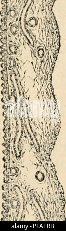 . Wörterbuch de Physiologie. Physiologie. . Bitte beachten Sie, dass diese Bilder sind von der gescannten Seite Bilder, die digital für die Lesbarkeit verbessert haben mögen - Färbung und Aussehen dieser Abbildungen können nicht perfekt dem Original ähneln. extrahiert. Richet, Charles Robert, 1850-1935; Langlois, Paul, 1862; Lapicque, Louis. Alcan Paris: F. Stockfoto