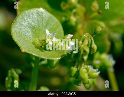 Frühling Schönheit oder indischer Salat - Claytonia perfoliata