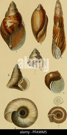 . Wörterbuch classique des sciences naturelles: prÃ©sentant la Dekor Mitteln, l'et l'histoire de tous les Ãªtres qui composent les trois rÃ¨gnes analysieren, leurs Anwendung Générale aux Arts, à l'Landwirtschaft, à la mÃ©dicine, Ã l'Ã©'économie Domestique, etc.. Natural History. lAGATUFNE zobri -. 2 g-laii â 5 columna 4, MAILLOT bossu. S HELICK conoÃ ¯. lo 7 plaiLorlie.. Bitte beachten Sie, dass diese Bilder sind von der gescannten Seite Bilder, die digital für die Lesbarkeit verbessert haben mögen - Färbung und Aussehen dieser Abbildungen können nicht perfekt dem Original ähneln. extrahiert. Drapiez, Pi Stockfoto