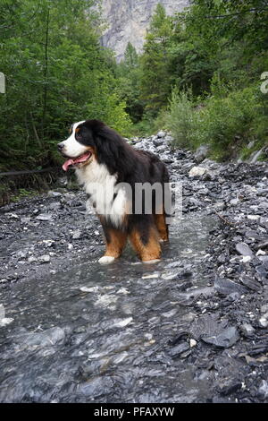 Berner Sennenhund stehend im Gebirgsbach in den Alpen, Schweiz Stockfoto