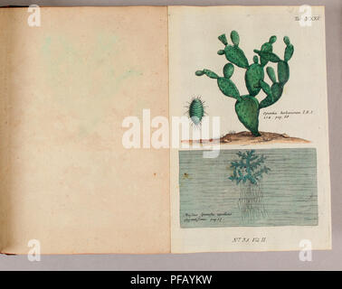 Dieses Werk von Pater Ludwig Feuillee beschreibt Heilpflanzen, die in Peru und Chile verwendet wurden, basierend auf seinen botanischen Beobachtungen im frühen 18. Jahrhundert. Sie enthält Einzelheiten zu deren Verwendungen und Eigenschaften, insbesondere im Zusammenhang mit der südamerikanischen Kräutermedizin. Stockfoto