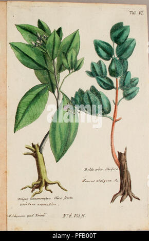 Ein botanisches Werk von Pater Ludwig Feuillee, das Heilpflanzen dokumentiert, die in Peru und Chile in den frühen 1700er Jahren verwendet wurden Diese Arbeit, die auf königlichen Orden basiert, beschreibt Pflanzen mit therapeutischen Eigenschaften und beinhaltet physikalische Beobachtungen in Bezug auf die Flora der Region. Stockfoto