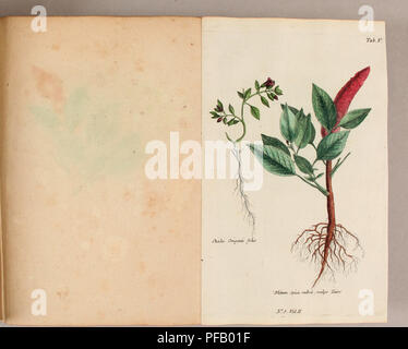 Dieses Werk von Pater Ludwig Feuillee beschreibt Heilpflanzen, die in Peru und Chile verwendet wurden, basierend auf seinen Beobachtungen in den 1700er Jahren Die Studie umfasst physikalische Beschreibungen und die Verwendung dieser Pflanzen für medizinische Zwecke, die Einblicke in das botanische Wissen Südamerikas geben. Stockfoto