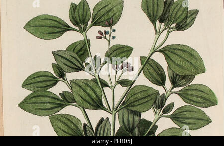 Dieses botanische Werk aus dem 18. Jahrhundert von Ludwig Feuillee beschreibt Heilpflanzen, die in Peru und Chile verwendet wurden und zwischen 1709 und 1711 unter königlichem Kommando gesammelt wurden. Es umfasst detaillierte Beobachtungen von Pflanzenarten, die für die lokale Medizin und die Naturgeschichte wichtig sind. Stockfoto