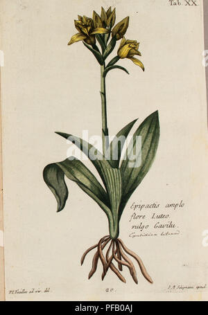 Dieses Werk des Botanikers und Mathematikers Pater Ludwig Feuillée beschreibt Heilpflanzen, die in Peru und Chile im frühen 18. Jahrhundert verwendet wurden. Es enthält botanische Beobachtungen und physische Daten, die während seiner königlichen kommission in den Jahren 1709–1711 gesammelt wurden. Stockfoto