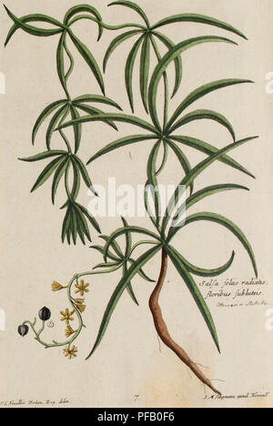 Dieses Werk von Pater Ludwig Feuillee beschreibt Heilpflanzen aus Peru und Chile, die im 18. Jahrhundert für medizinische Zwecke verwendet wurden. Es umfasst Beobachtungen von Pflanzenarten, die während königlicher Expeditionen gesammelt wurden, und hebt deren Anwendung bei der Behandlung verschiedener Krankheiten hervor. Stockfoto