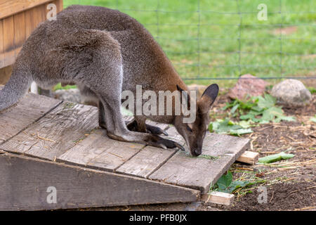 Känguru in der Farm. Polen, Europa Stockfoto