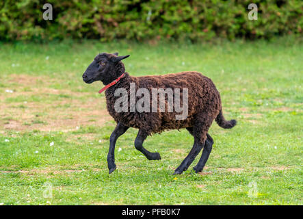 Eine schwarze Schafe über grünes Gras laufen Stockfoto