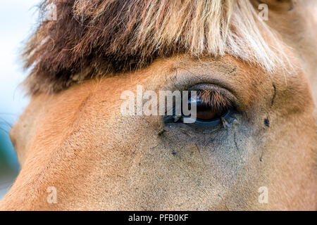 Nahaufnahme eines Horse Eye mit viel fliegen. Stockfoto