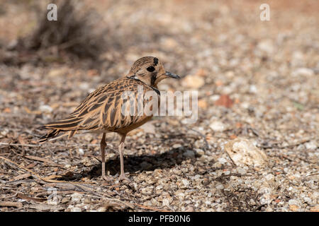 Australien, Northern Territory, Alice Springs. Inland Dotterel (Peltohyas australis) endemisch Shorebird von Australien. Stockfoto