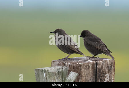 Ein paar gemeinsame Kinder Stare - Sturnus vulgaris auf einem zaunpfosten thront. Stockfoto