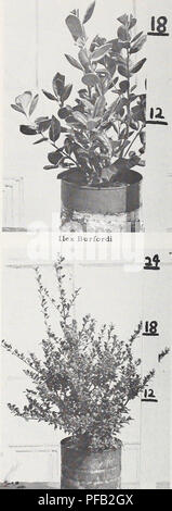 . Beschreibende, illustrierte retail Katalog: Herbst 1960 Frühjahr 1961. Baumschulen (Gartenbau) North Carolina Pomona; Baumschulen (Gartenbau) Kataloge; Obstbäume und Ziergehölze Kataloge Kataloge Kataloge; Blumen; Pflanzen, Zierpflanzen Kataloge. Ilex convexa - 1 gal. können. Bitte beachten Sie, dass diese Bilder sind von der gescannten Seite Bilder, die digital für die Lesbarkeit verbessert haben mögen - Färbung und Aussehen dieser Abbildungen können nicht perfekt dem Original ähneln. extrahiert. J. van Lindley Baumschule Co (Pomona, N.C.); Henry G. Gilbert Baumschule und Saatgut Handel Katalog Kollektion. G Stockfoto