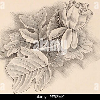 Dieser Katalog der Yokohama Nursery Co. Bietet eine große Auswahl an blühenden Bäumen, Sträuchern, Zwiebeln, Kräutern und Obstbäumen. Es sind spezifische Sorten wie Liriodendron tulipifera und verschiedene Arten von Lotus erhältlich, mit Details über ihre Blütezeiten, Wachstumsmerkmale und im Topf angebaute Optionen zum Verkauf. Stockfoto