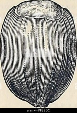 . Beschreibende und illustrierte Katalog von Obstbäumen, Zierpflanzen und Rosen. Baumschulen (Gartenbau) Georgia Atlanta Kataloge; Obstbäume Sämlinge Kataloge Kataloge; Obst; Pflanzen, Zierpflanzen Kataloge; Blumen; Sträucher Kataloge Kataloge. JAP N RIESIGEN KASTANIE. die Muttern sind dem Staunen und Bewunderung für Alle, die sie sehen. Reift früh und nicht die Hilfe von Frost die Burs zu öffnen. Seine frühen Lager und stattlicher Zwerg Gewohnheit machen es für die Heimat Gründen wünschenswert. FILBERTS. Diese, häufig bezeichnet Haselnüsse, sind der einfachsten Kultur und zählen zu den profitabelsten und satisfa Stockfoto