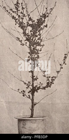 Dieser Katalog von Yokohama Nursery Co., Ltd. Präsentiert eine Vielzahl von Zierbäumen, Sträuchern, Zwiebeln, Kräutern, Kletterern, und Obstbäume zum Kauf erhältlich. Sie bietet detaillierte Beschreibungen der Pflanzentypen, einschließlich Preis- und Wachstumsdetails für verschiedene Arten. Stockfoto