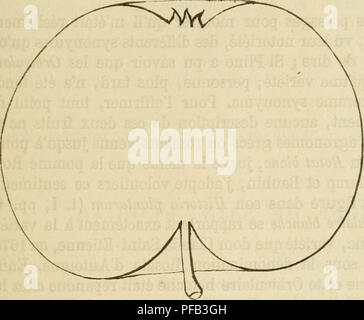 . Wörterbuch de pomologie, Contenant l'histoire, la Description, la Abbildung des Früchte Früchte anciens et des modernes les plus g © n©ralement connus et cultivÂ © s. Obst - Kultur. ROS [Rose fra] 769 462. Pomme ROSE DE FRANCE. Synonyme. Pommes: 1. Ein Fleur Doppel (dom Claude Saint-Ãtienne, Nouvelle Anweisung gießen connaÃ®tre les Bons Obst, 1670, S. 211 et 217; et Manger, Systematische Pomologie, 1780, S. 40, N°CLXt). Â 2. Roos (Herman Knoop, Pomologie, 1760, Ã © dit. Allemande, S. 3, 60; et 1771, Ã © dit. FranÃ§aise, S. 15, 132). Deseription de l'ar-bre. - Bots: Peu fort. Â Rameaux: Keine Stockfoto