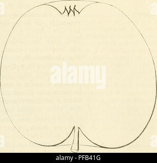 Dieses umfassende Wörterbuch der Pomologie beschreibt die Geschichte, Beschreibung und Figuren sowohl der alten als auch der modernen Früchte. Sie behandelt den Prozess der Veredelung und die Vorteile der Zwergwurzelung von Obstbäumen und unterstreicht deren gleichbleibende Produktivität. Das Buch behandelt auch verschiedene Fruchtformen und -Größen und bietet wertvolle Einblicke für Obstzüchter und Gartenbauern. Stockfoto