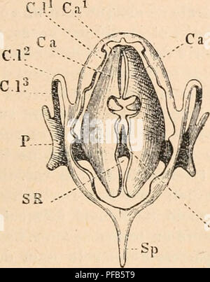 . Wörterbuch de Physiologie. Physiologie. GRENOUILLE. 153 Bedingungen nÃ©cessaires Ã la production de Söhne. Le coassement de La Grenouille est donc Dekor "À la Tension de ces Cordes vocales; le Son est d'ailleurs renforcÃ© chez le mÃ¢ le par Deux ou sacs vocaux poches vocales ((ig. 46, V), vÃ©ritables sonateurs formÃ© rÃ©s par des diverticules du Plancher de la bouche et recouverts par le Muskel mylo - hyoÃ ¯ dien. Ces Organes manquent complÃ¨tement Chez la Femelle. 2° Poumons. "Les." poumons Font directement Suite au Kehlkopf; ce sind Deux sacs elliptiques, symÃ © triques et de mÃªme Volumen, Ã extrÃ©mi Stockfoto