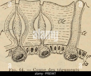 . Wörterbuch de Physiologie. Physiologie.des Cochenilles fixÃ©es sur Lu plante. Ces cordons cireux jouent le rÃ'le de Rohre respira-toires. 2 "Production de La Soie. "La Soie est surtout produite par les chenilles de Taucher LÃ© pidoptÃ¨res appartenant à la famille des Bomhycides, et unter anderem par Celle du Bombyx (Scricaria) Ã® iwri ou ver à soie; Elle est utilisÃ© e par ces chenilles pour la Konfektion des cocons oÃ¹ elles opÃ ¨ mieten leur mÃ©lamorphost^, ou pour construire ^ ''Ã" des nids dans lesquels Elles s'abritent de sociÃ©tÃ©s (Chenilles processionnaires usw.). Les organes sÃ© crÃ©teur Stockfoto