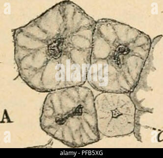 Dieses Bild zeigt die physiologischen Prozesse in den Larven der Formica rufa, die allgemein als rote Holzameise bekannt ist. Es veranschaulicht zelluläre Veränderungen während der Larven, insbesondere Histolyse und Nährstoffverarbeitung. Das Bild gibt Einblicke in die Stoffwechselprozesse, die Ameisenkolonien unterstützen, besonders nachdem die Königin ihre Flügel verliert und physiologische Veränderungen durchläuft. Stockfoto