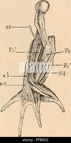 . Wörterbuch de Physiologie. Physiologie. GRENOUILLE. 131 tranaversÃ" - Scapulaire (Abb. 37, Ist, ts') reprÃ©sente Le scrratus infetior de G. vupp ou le transverso - interscapulaire de DugÃ ¨ s; e Petit (Abb. Bin, ts") reprÃ©sente Le serratus mÃ © dius de Gaupp ou transverso - adscapulaire de DugÃ ¨ s et le troisiÃ¨me est le semitus supevior de Gaupp, reprÃ©sentant une Partie du lombo-adscapulaire de DlgÃ ¨ s. La Teil omoplate osseuse de l'est rÃ©unie Ã sa Nebenklägerin cartilagineuse par le Muskel interscapulaire (Abb. 37) qui a pour Funktion de rapprochre les Deux omoplates. D'autres Muskeln s'insÃ ¨ re Stockfoto