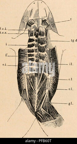 . Wörterbuch de Physiologie. Physiologie. GRENOUILLE. 12 Ã®) lumborum de Cuvier, Zenker, etc.), qui va du Mitglied Maildienst de la quatriÃ¨me jusqu'à la septiÃ¨me vertÃ¨bre, vertÃ©brale, entre les apophyses Maildienst des vertÃ¨bres, se trouve la sÃ©rie des Muskeln traiis - versaires, qui sind: 1° le Muskel intertransver-saire supÃ©rieur de la tÃªte (ex-Occipito-TRANSVER-saire supÃ©rieur de DugÃ ¨ s); 2° le Muskel intertransversaire infÃ©rieur de la tÃªte (ex-occi-PITO-transversaire infÃ©rieur de DugÃ ¨ s); 3 Â° les Muskeln intertransversaires dorsaux (flg. 37, it) (intertransversaires de Du Stockfoto